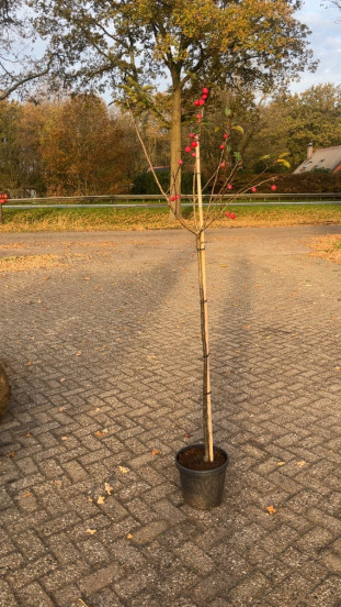 Malus Red Sentinel - Rode sierappel