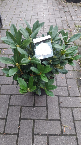 Rhododendron Cunningham's White