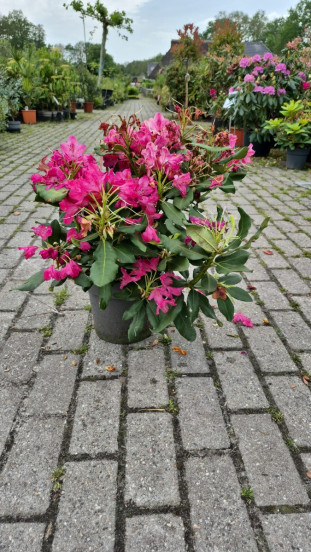 Rhododendron Nova Zembla - Partij Rhododendron