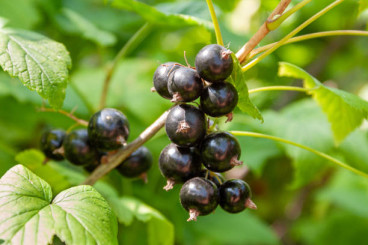 Ribes nigrum - Zwarte bes