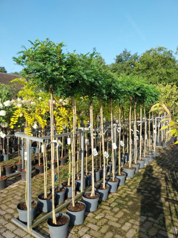 Robinia pseudoacacia Umbraculifera - Bolacacia