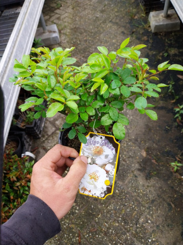 Rosa Innocencia - Bodembedekker roos