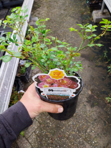 Rosa Magic Meidiland - Bodembedekker roos