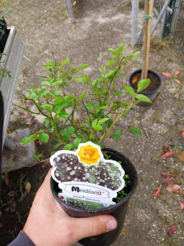 Rosa Swany - Bodembedekker roos