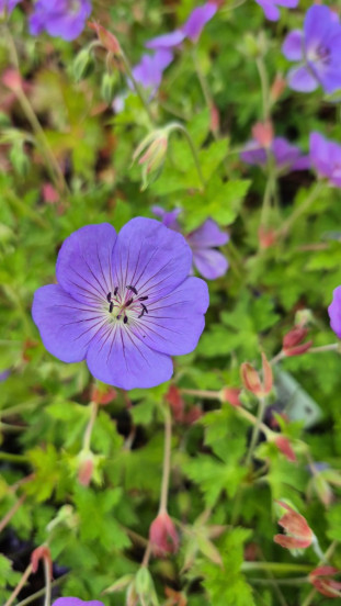 Geranium Rozanne - Ooievaarsbek