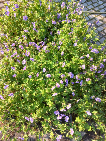 Geranium Rozanne - Ooievaarsbek