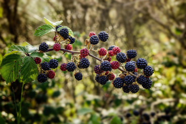 Rubus fruticosus - Gewone braam
