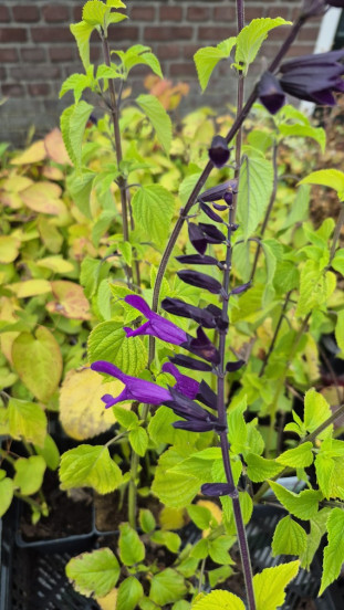 Salvia Amistadt - Salie