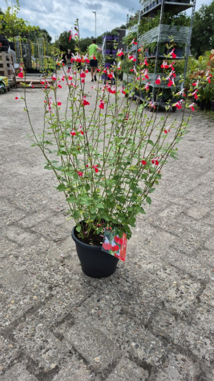 Salvia micr. Hot Lips - Salie