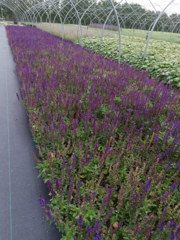 Salvia nem. Ostfrieland | Salie
