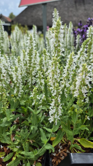 Salvia nem. Schneehugel | Salie