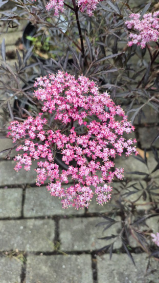 Zwarte vlier - Sambucus nigra Black Lace