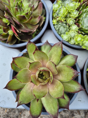 Sedum sempervivum - Huislook - Vetkruid