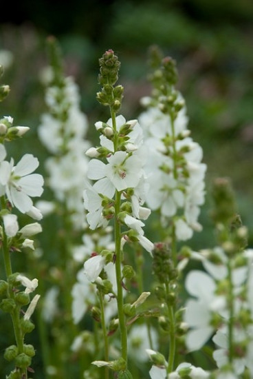 Sidalcea candida Bianca - Griekse Malva