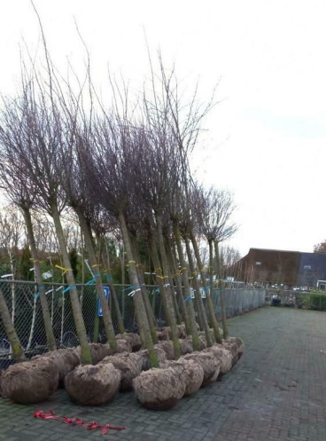 Prunus eminens Umbraculifera - Bolsierkers