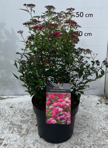 Spiraea japonica Anthony Waterer - Spierstruik - Spirea