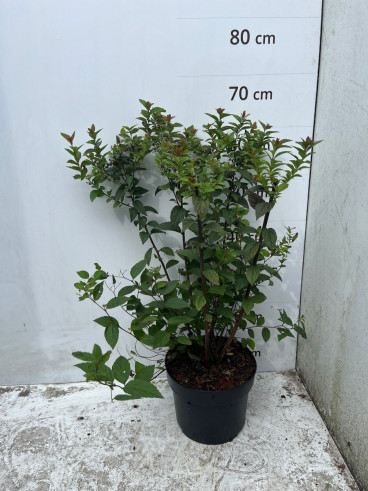 Spiraea jap. Manon - Spierstruik