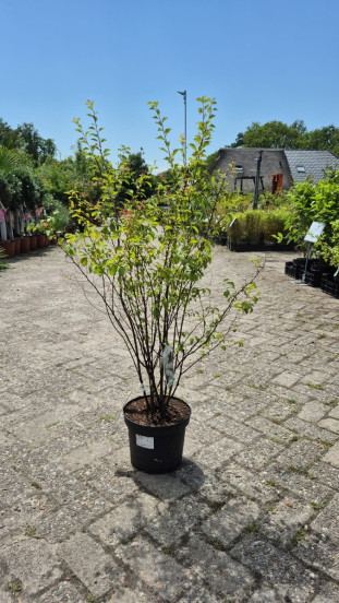 Spiraea vanhouttei - Spierstruik - Spirea