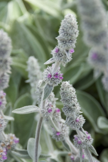 Stachys byzantina - Ezelsoor