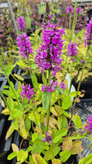 Stachys monieri Hummelo - Andoorn
