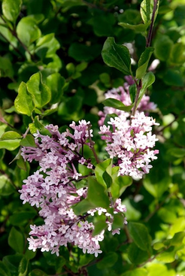Syringa v. Beauty of Moscow | Sering