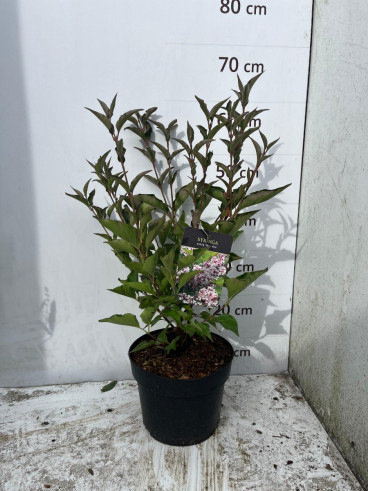 Syringa Miss Kim - Dwergsering