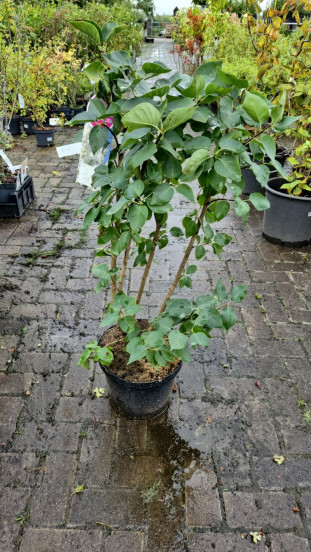Syringa v. Mme Lemoine | Sering