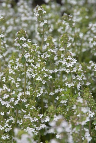 Thymus preacox Albiflorus - Kruiptijm
