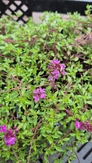 Thymus praecox Red Carpet - Rode tijm