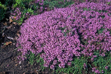 Thymus serpyllum - Kleine tijm
