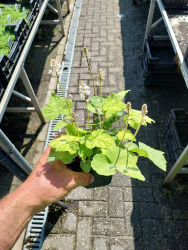 Tiarella wherryi - Schuimbloem
