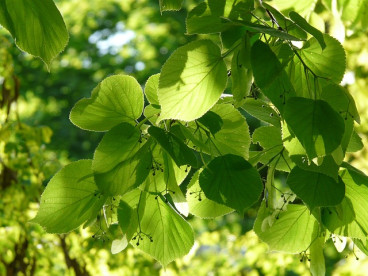 Tilia tomentosa - Zilverlinde