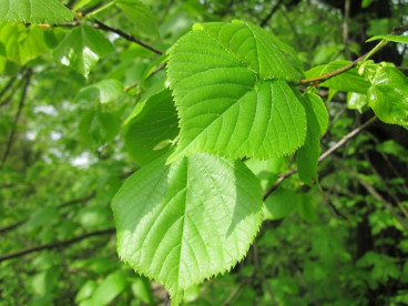 Ulmus glabra - Bergiep