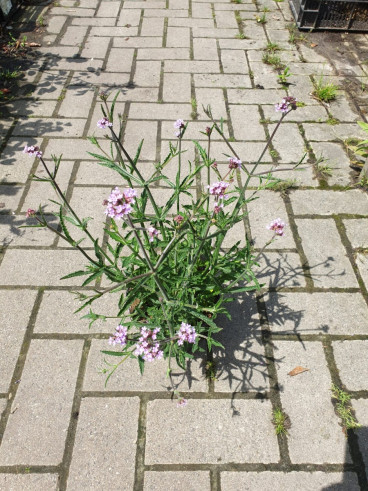 Verbena bonariensis - Ijzerhard
