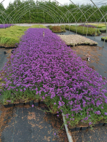 Verbena bonariensis Lollipop - Ijzerhard