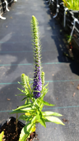 Veronica austriaca Royal Blue - Ereprijs
