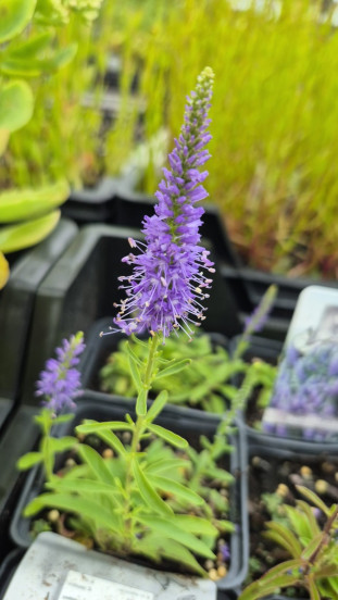 Veronica spicata Nana Blauteppich - Ereprijs