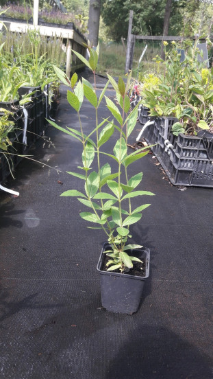 Veronicastrum virg. Roseum - Ereprijs