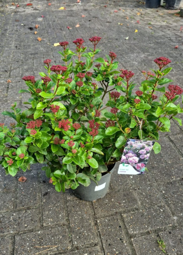 Viburnum tinus Lisa Rose - Sneeuwbal