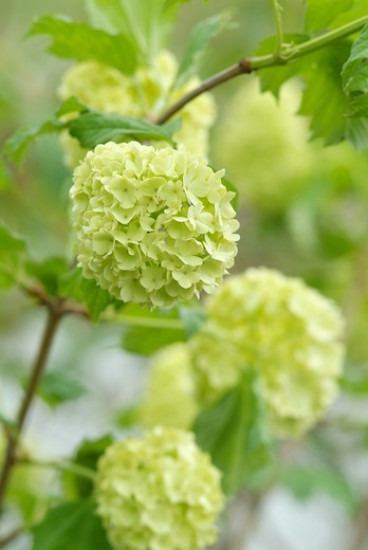 Sneeuwbal - Viburnum opulus Roseum