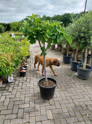 Ficus carica - Vijg op stam