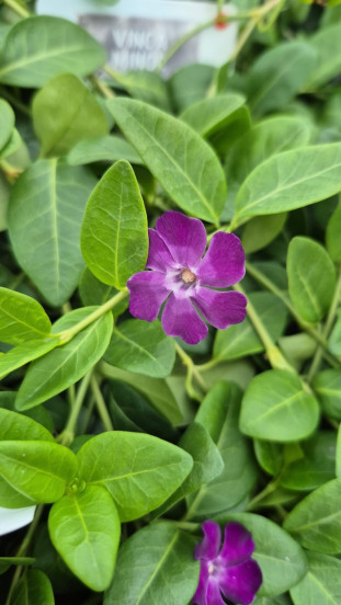 Vinca minor Atropurpurea - Maagdenpalm