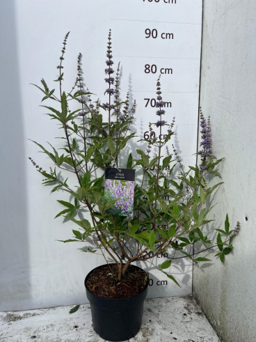 Vitex agnus-castus - Monnikspeper