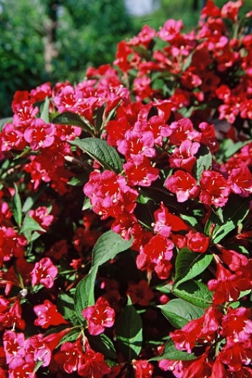 Weigela Bristol Ruby - Weigelia