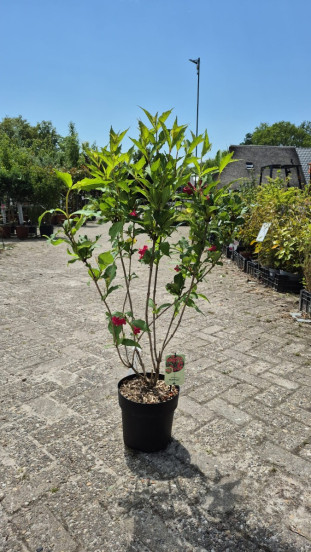 Weigela Bristol Ruby - Weigelia