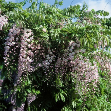 Roze regen - Wisteria sinensia Rosea