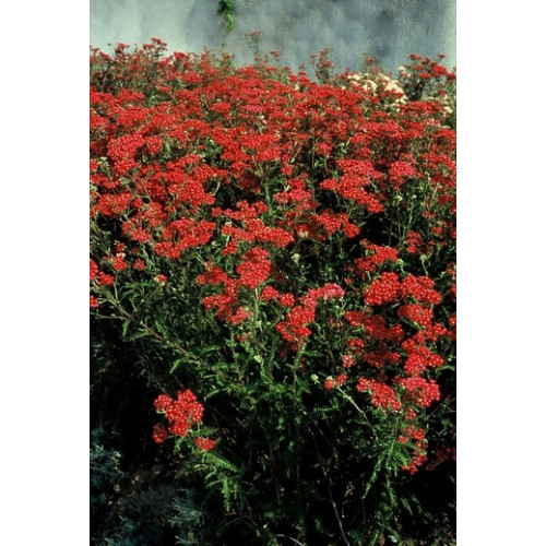 Achillea Paprika - Duizendblad