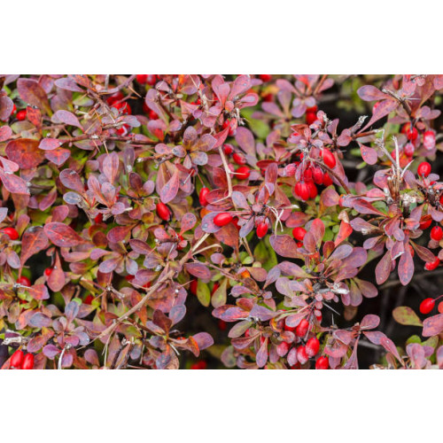 Berberis thunbergii - Zuurbes