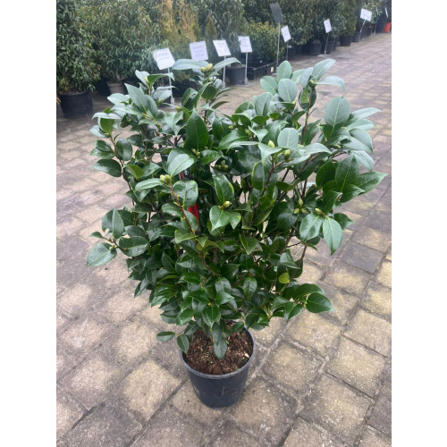 Camellia Lady Campbell - Camelia
