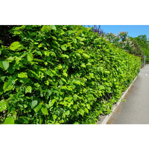 Carpinus betulus | Haagbeuk | Kale wortel